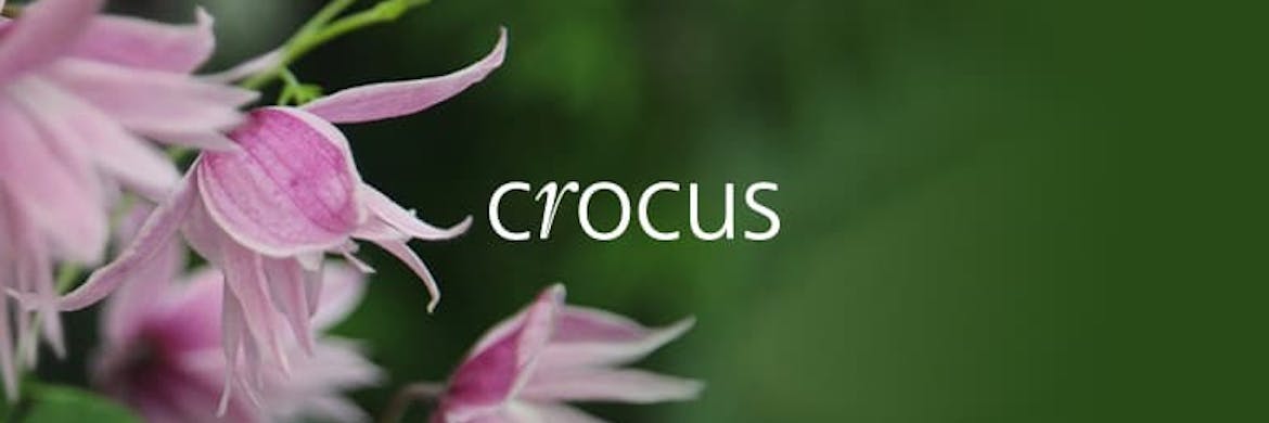 Crocus