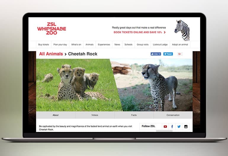 whipsnade zoo cheeta rock